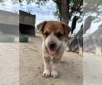 Small Photo #4 Australian Cattle Dog Puppy For Sale in POTEET, TX, USA