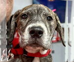 Small #11 Labrador Retriever Mix
