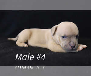 American Bully Puppy for sale in Crooked Creek, Alberta, Canada