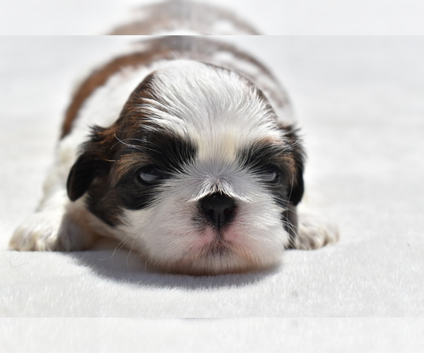 Medium Photo #1 Shih Tzu Puppy For Sale in PALM COAST, FL, USA