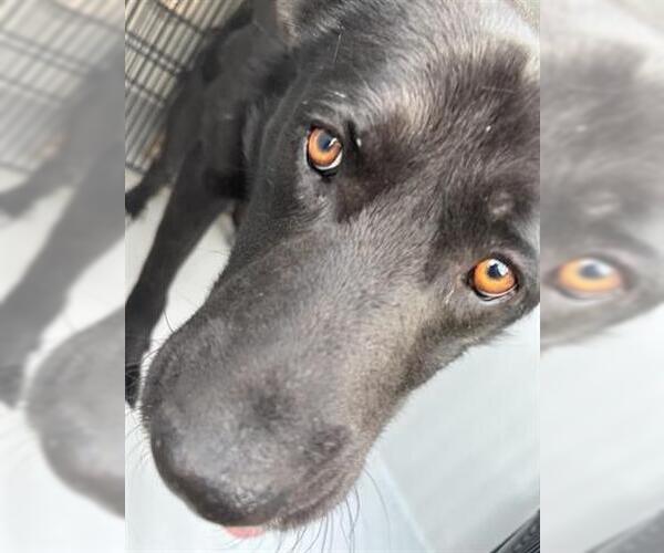 Medium Photo #1 German Shepherd Dog-Unknown Mix Puppy For Sale in Houston, TX, USA