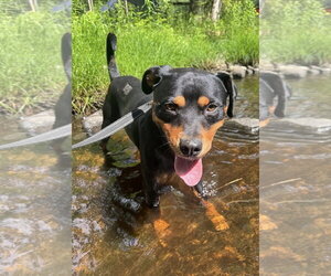 Rottweiler-Unknown Mix Dogs for adoption in Hillsboro, NH, USA