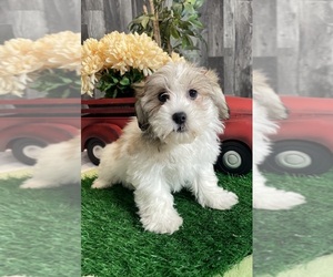 Zuchon Puppy for sale in CANOGA, NY, USA