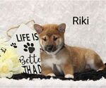 Puppy Riki Shiba Inu