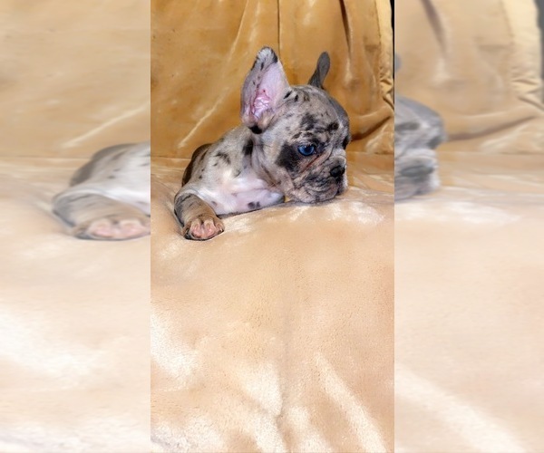 Medium Photo #2 French Bulldog Puppy For Sale in BELLVIEW, TX, USA