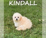 Image preview for Ad Listing. Nickname: Kindall