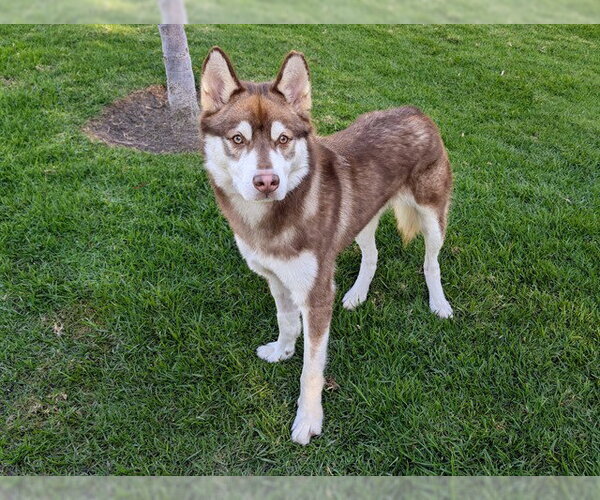 Medium Photo #1 Siberian Husky-Unknown Mix Puppy For Sale in San Clemente, CA, USA