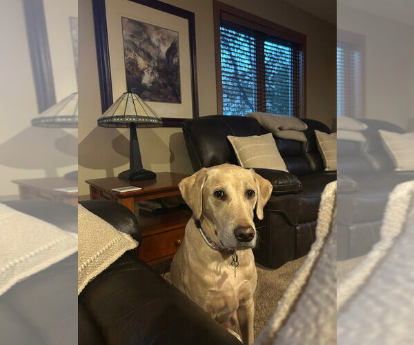 Medium Photo #4 Labrador Retriever-Unknown Mix Puppy For Sale in Andover, MN, USA