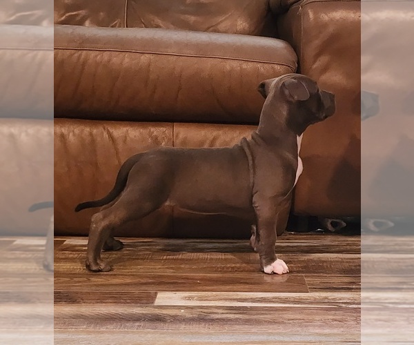 Medium Photo #7 American Bully Puppy For Sale in NOBLESVILLE, IN, USA