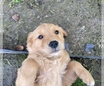 Puppy Purple Girl Golden Retriever