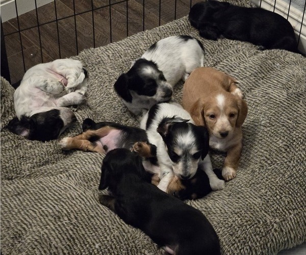 Medium Photo #1 Dachshund Puppy For Sale in PASO ROBLES, CA, USA