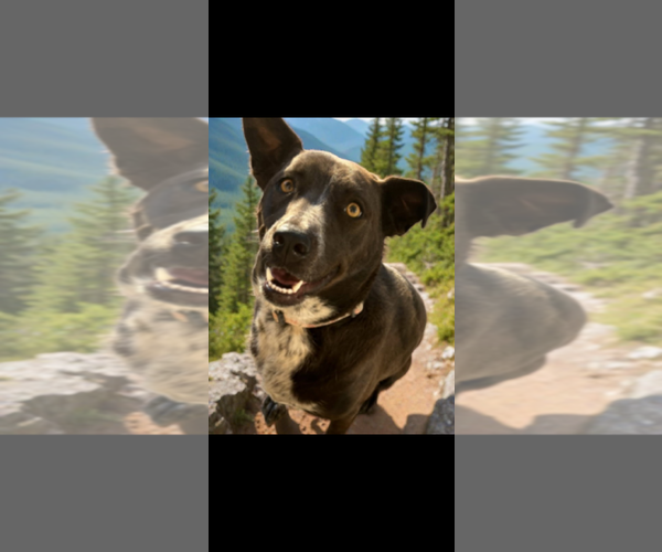 Medium Photo #5 Australian Shepherd-Unknown Mix Puppy For Sale in Chandler, AZ, USA