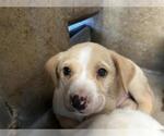 Small Labrador Retriever Mix
