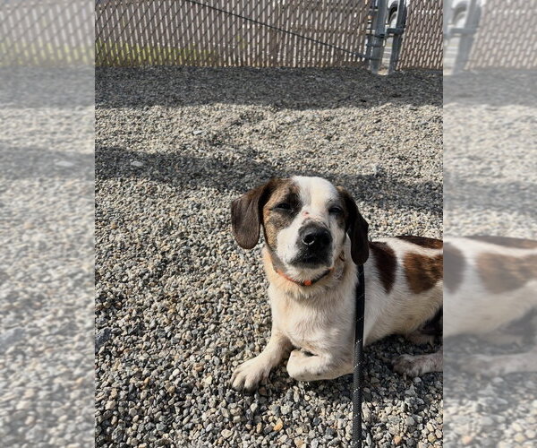 Medium Photo #2 Beagle-Unknown Mix Puppy For Sale in Mooresville, NC, USA