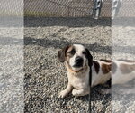 Small #1 Beagle Mix
