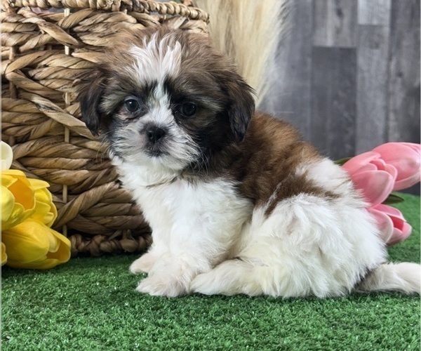 Medium Photo #2 Shih Tzu Puppy For Sale in CANOGA, NY, USA