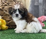 Small #1 Shih Tzu