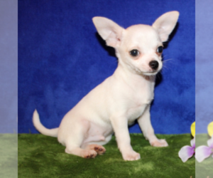 Chihuahua Puppy for sale in ROCHESTER, NY, USA