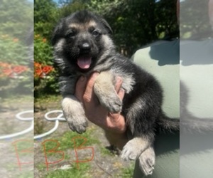 German Shepherd Dog Puppy for Sale in SWANSBORO, North Carolina USA