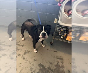 American Staffordshire Terrier Dogs for adoption in Tallahassee, FL, USA