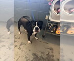JEREMY - Male American Staffordshire Terrier Dog for Adoption - Small photo