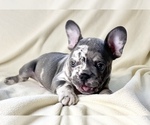 Small Photo #5 French Bulldog Puppy For Sale in STATEN ISLAND, NY, USA