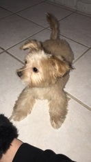 Maltipoo Puppy for sale in DENHAM SPRINGS, LA, USA
