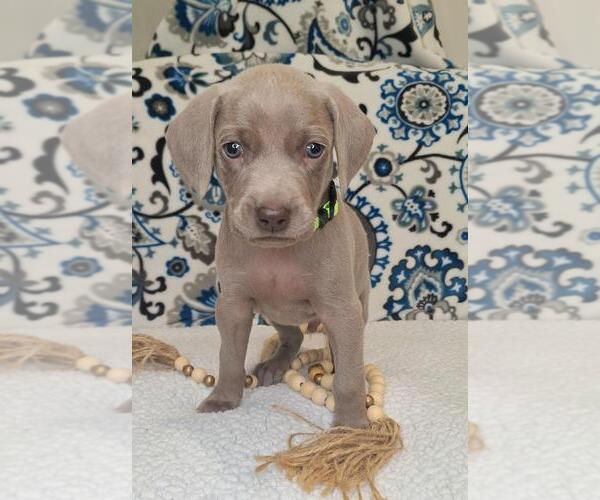 Medium Photo #3 Weimaraner Puppy For Sale in LEWISBURG, KY, USA