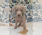 Small Photo #14 Weimaraner Puppy For Sale in LEWISBURG, KY, USA
