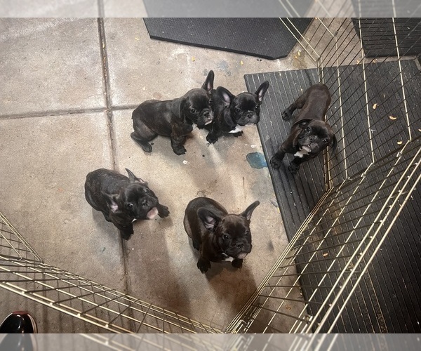 Medium Photo #26 French Bulldog Puppy For Sale in JOLIET, IL, USA