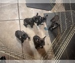 Litter of 5 - Female French BulldogLitter of Puppies for Sale - Photo #26