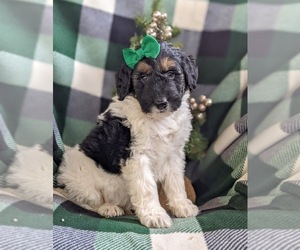 Bernedoodle-Poodle (Standard) Mix Puppy for sale in COCHRANVILLE, PA, USA