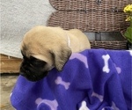 Small Photo #6 Mastiff Puppy For Sale in BRUCETON MILLS, WV, USA