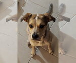 Small #7 Mutt