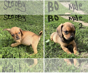 Daug Puppy for sale in CATTARAUGUS, NY, USA
