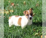 Small Photo #2 Jack Russell Terrier Puppy For Sale in LEBANON, PA, USA