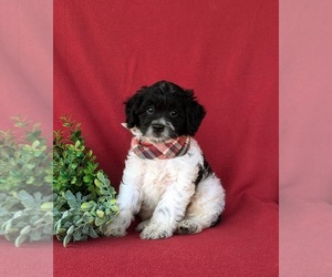 Cock-A-Poo Puppy for sale in ELKTON, MD, USA