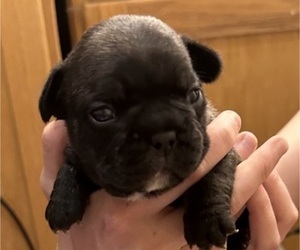 French Bulldog Puppy for Sale in HIGBEE, Missouri USA