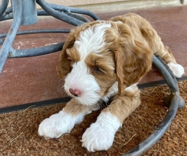 Medium Photo #8 Australian Labradoodle Puppy For Sale in SAN ANTONIO, TX, USA