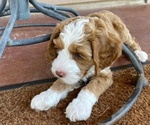 Small Photo #8 Australian Labradoodle Puppy For Sale in SAN ANTONIO, TX, USA