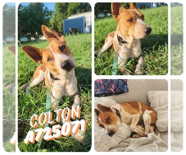 Medium Photo #2 Mutt Puppy For Sale in San Antonio, TX, USA