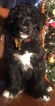 Small Photo #27 Aussiedoodle Puppy For Sale in ARBA, IN, USA