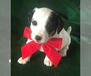 Jack Russell Terrier Puppy for sale in HARTLY, DE, USA