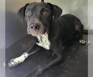 Mutt Dogs for adoption in San Antonio, TX, USA