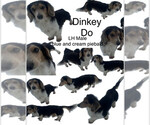 Small Photo #1 Dachshund Puppy For Sale in EAST DOVER, VT, USA