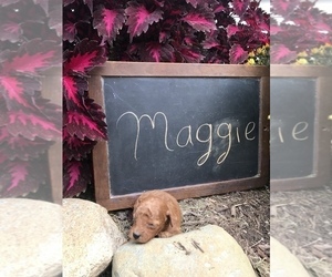 Goldendoodle Puppy for sale in SULLIVAN, IL, USA