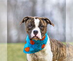 Small #1 Boxer Mix