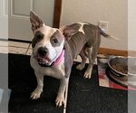 Small #4 American Pit Bull Terrier Mix