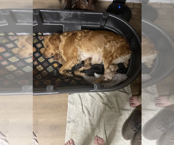 Medium Photo #1 Goldendoodle Puppy For Sale in WICHITA, KS, USA
