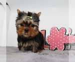 Small #1 Yorkshire Terrier